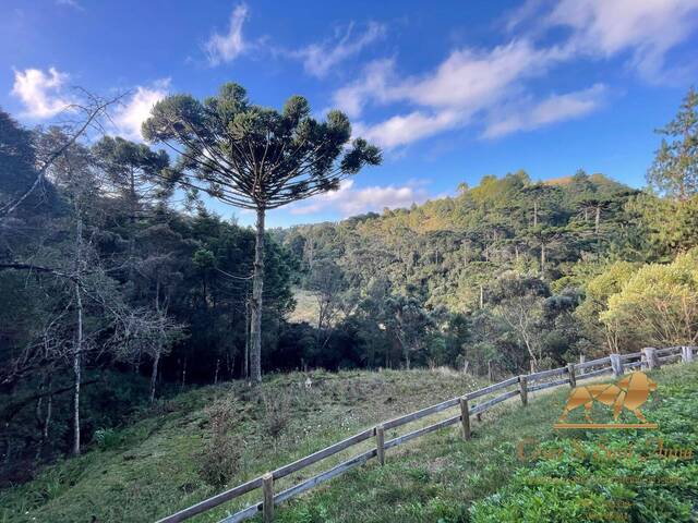 #815 - Casa para Venda em Campos do Jordão - SP - 2