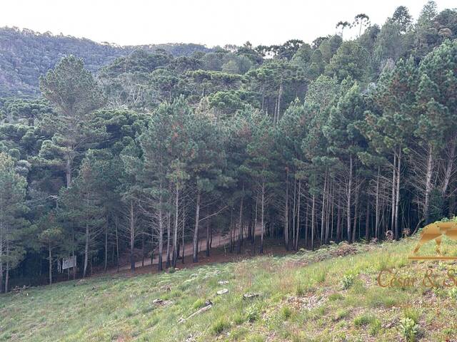 #824 - Terreno para Venda em Campos do Jordão - SP - 1