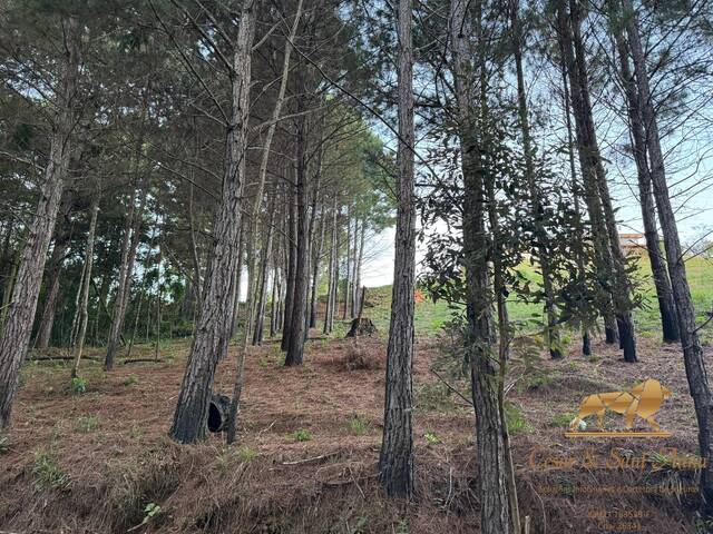 #824 - Terreno para Venda em Campos do Jordão - SP - 3