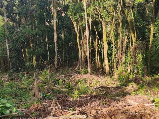 #871 - Terreno para Venda em Campos do Jordão - SP - 2
