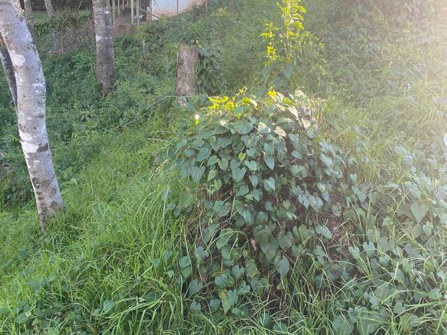 Terreno para Venda em Campos do Jordão - 4